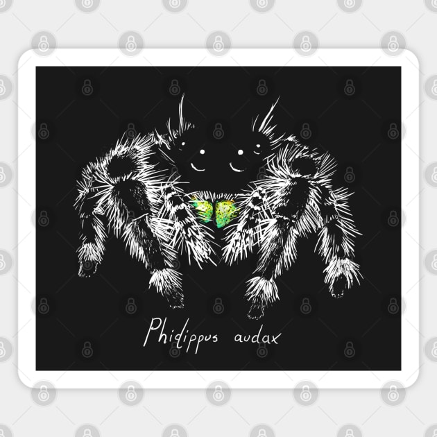 Phidippus audax Magnet by Meganopteryx